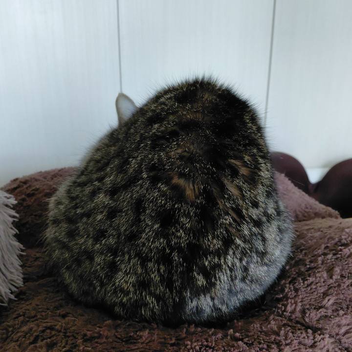 8a039077 2de6 4efa a355 e57b16131684 1773734030911