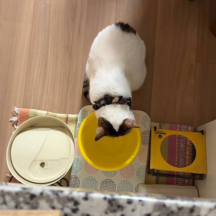 8a03b12e ae14 4f0e 8e6b f3cbdad7bc08 1769813287782