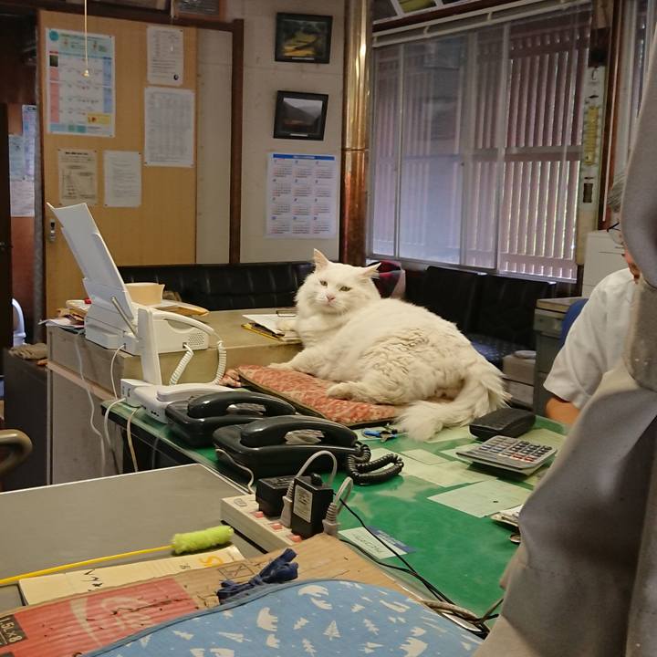 8a0557bb d69d 4378 9b80 5e84c0cc74be 1563402216825