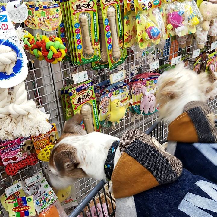 8a057b3d 4cc8 4764 b716 e4f3c50f5c38 1552116780672