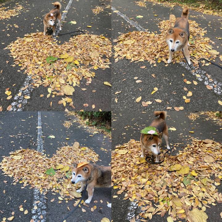 8a06a79a 61e8 437f a297 5cad7cea40e4 1731906358729