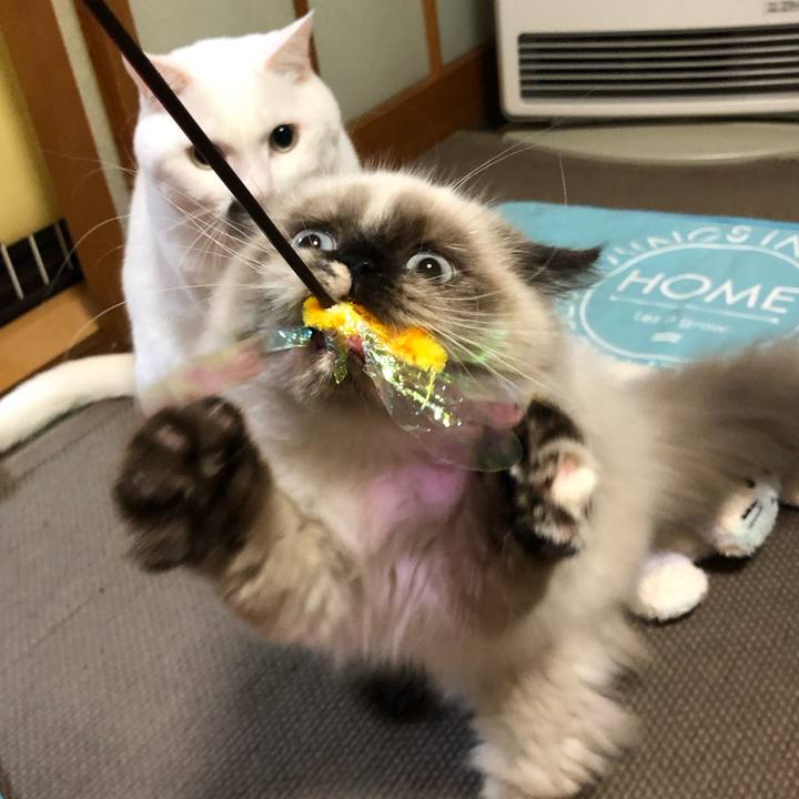 8a0adac3 6f1b 45ba 852d 7a79d481cc4d 1635338239292