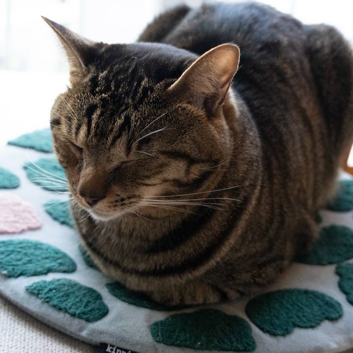 8a0b70ad 6f61 4cee bf0d 2aa16286ef17 1763774304566