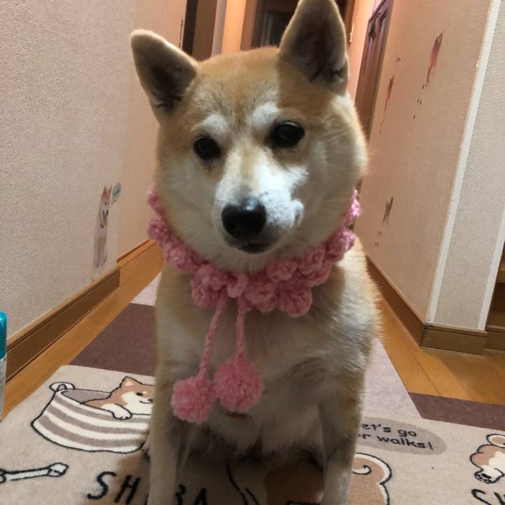 8a0c3cda f820 408a adcf d2b4aa974532 1574939728315