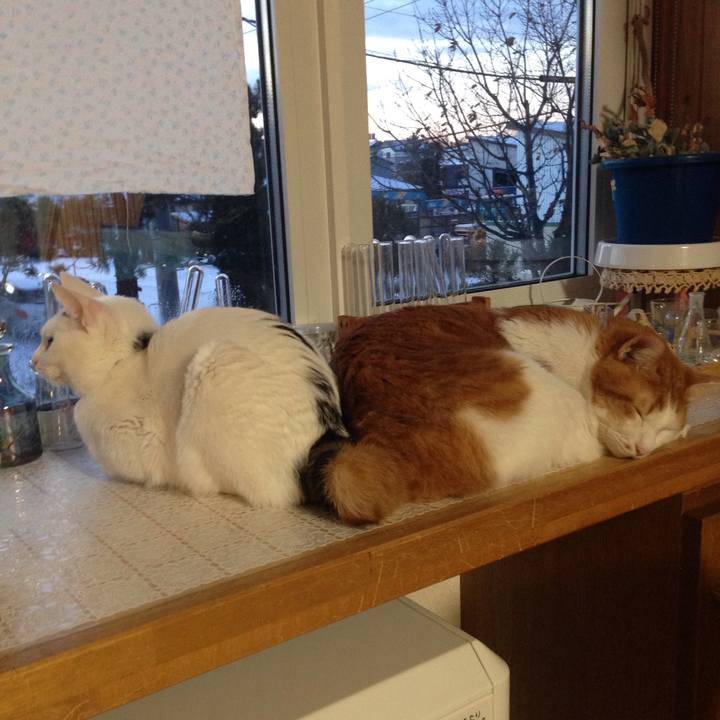 8a0ca560 bb15 44bc 8d66 f142d43bba7d 1511731482358