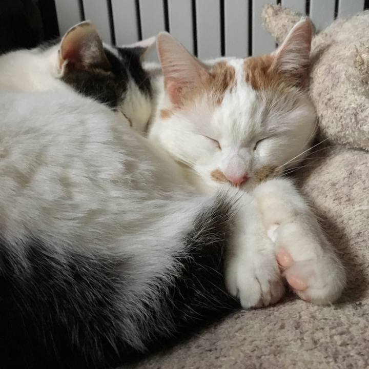 8a0e79fb c311 48ff a4ae 79a6e4eb8c77 1546687168298