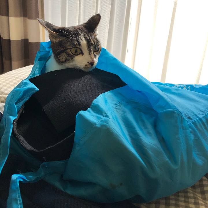 8a0fef90 f608 47d1 9d93 fae152952d2d 1549485562119