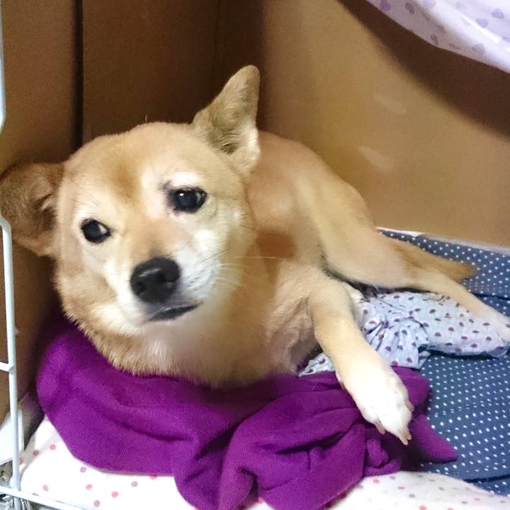 8a100bfd f2d2 4ae2 838a 94c192599135 1618320554972