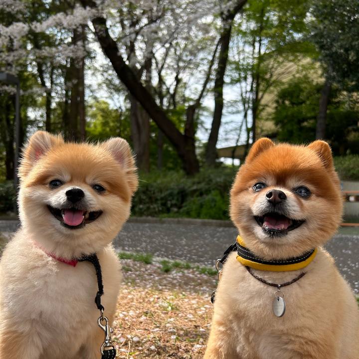 8a11cfc4 b55e 4754 a42c f3fcd25ec7d5 1680390442465