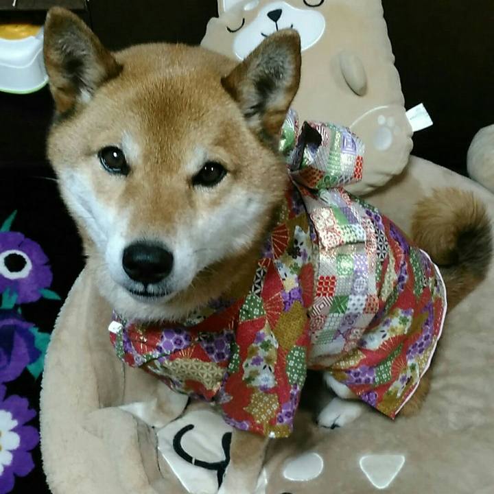 8a138cee 39c8 43b4 b3a0 294d20407cf8 1548942827846