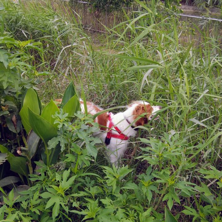 8a13f410 d025 4f4b 9655 12c4d3fcfebc 1534418743492