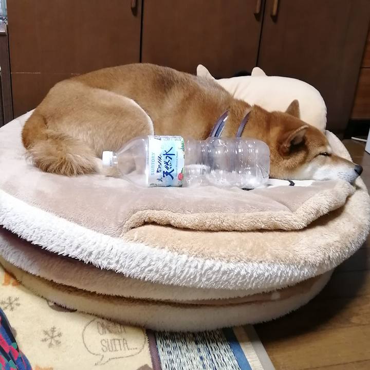 8a14bc32 0022 4470 99e3 0d04d1f1abdd 1580818523982