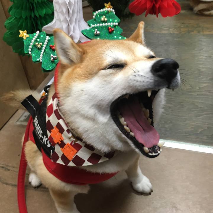 8a15d9f2 3f9a 4cf8 9f6a e4b230cb9e67 1575725785226