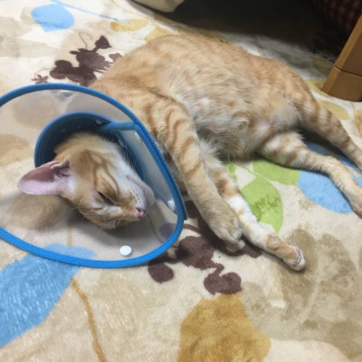 8a15fed3 17ce 46cd 9a4c e91158102e44 1510574321340