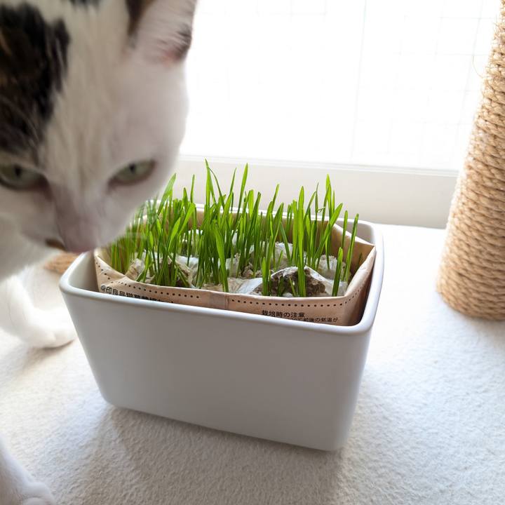 8a1630ba ecd1 4633 9726 60e524ab768f 1735527161436