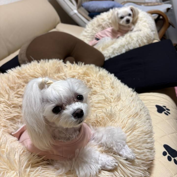 8a172e63 bdc7 4903 a59d cc2445ec20e2 1774175264435