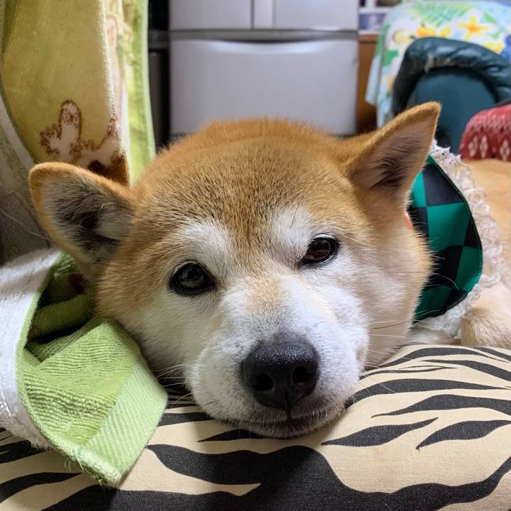 8a178f9a 8cab 4b1c 82d5 61bb23770d6c 1619001106312