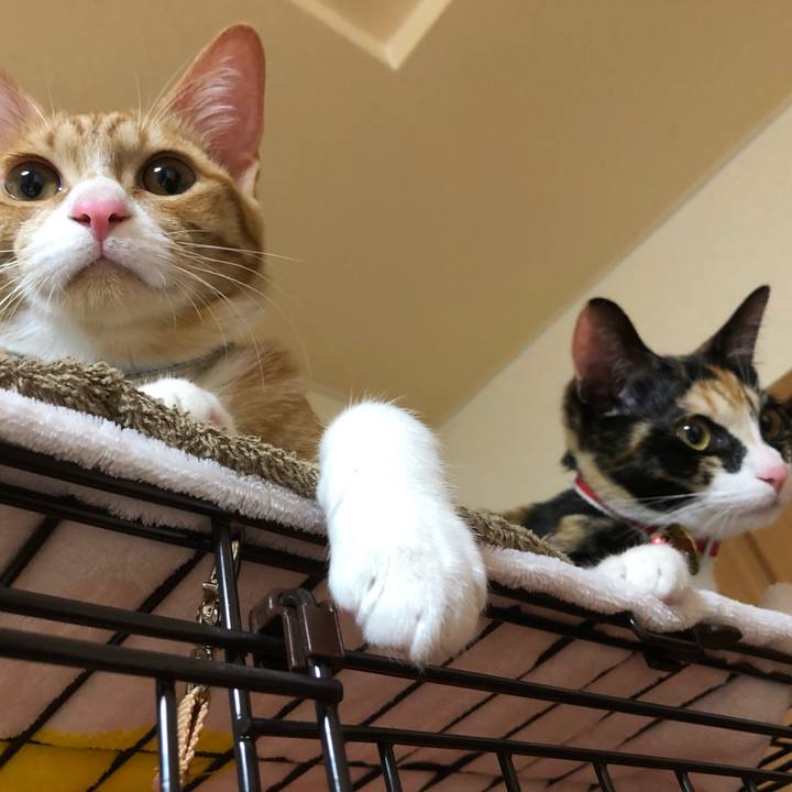 8a1a81cb 3911 4584 a14a ed4f51848726 1546860060957