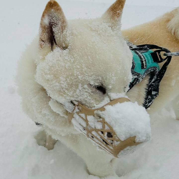 8a1bde9a 4e22 4948 8278 c1c6ed7c0002 1700868367195