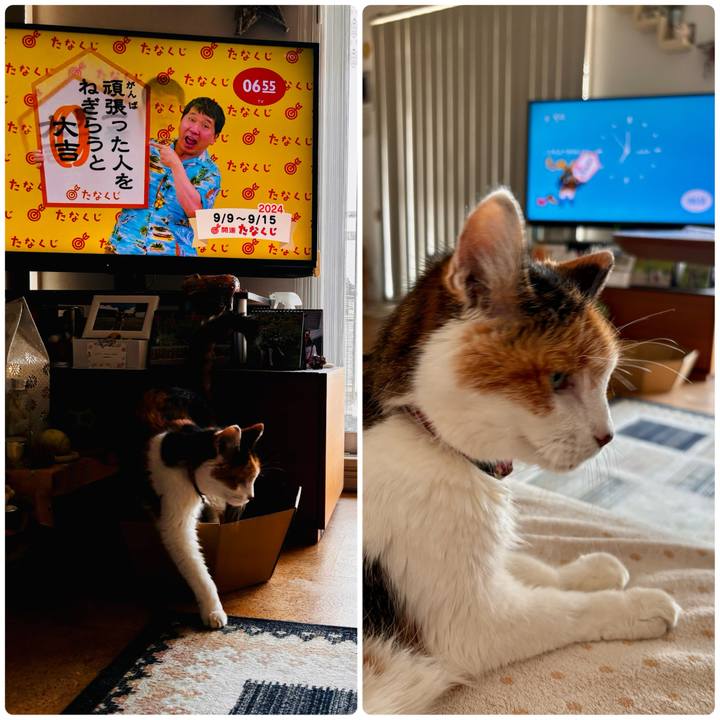 8a1d5a34 c604 48f3 a7c2 fde83c6790ed 1725886947190