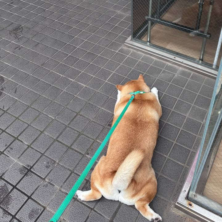 8a203ea9 52f2 43f4 81d7 bc8a9e20e35e 1684111131309