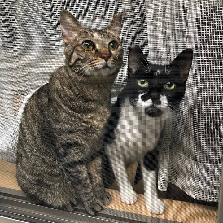 8a247b8e bdbb 4071 809b b4e49184b7a6 1535489382850