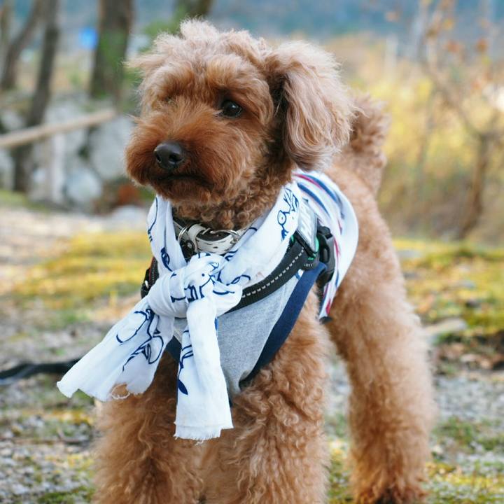 8a252db0 d5d7 43e8 bf6e 61013bf7d16d 1510630521090