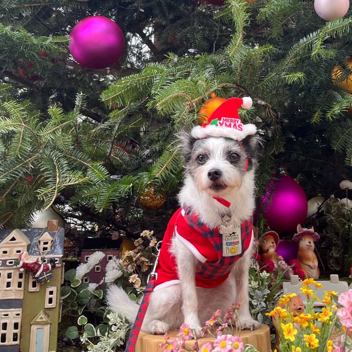 8a25a691 490a 4d7e 9d99 18f70204cd95 1766530209754