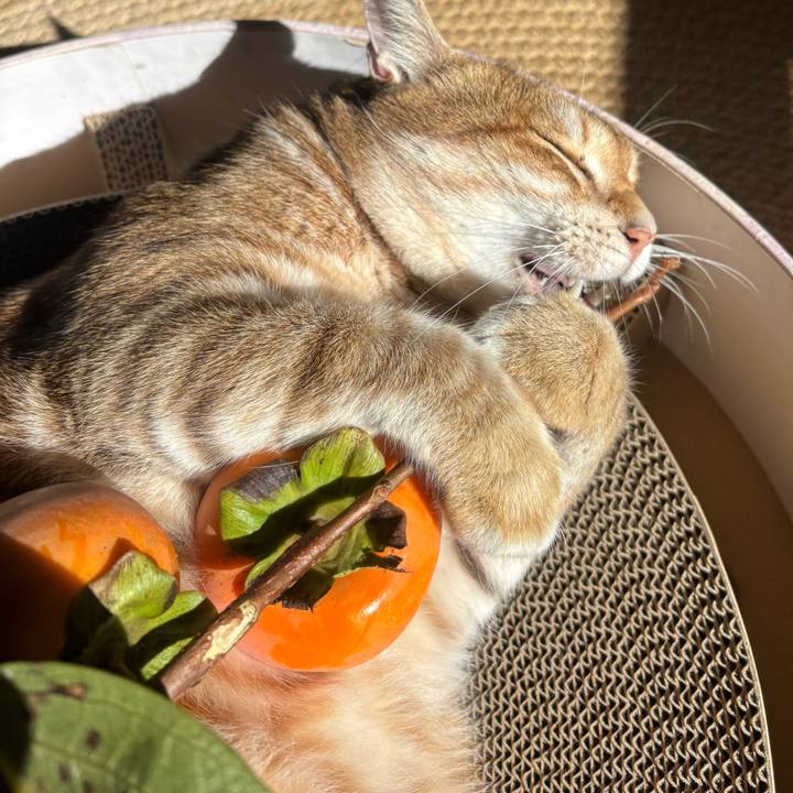 8a25cfda 0f2c 45d7 9da3 405767303b49 1762150787255