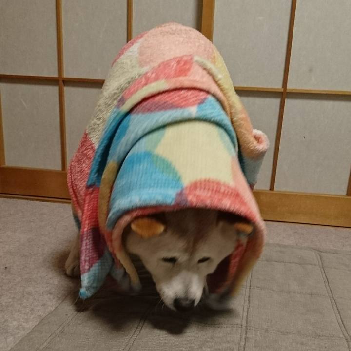 8a2852c7 f81a 4acf bbad 10a2f60ea351 1572481333364