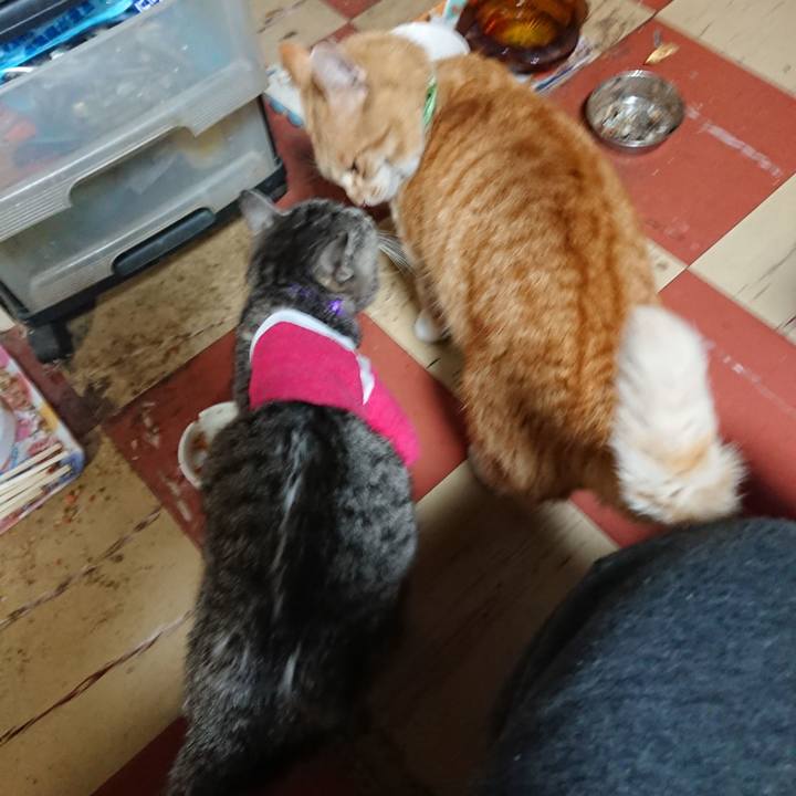 8a287517 76a7 41bc aebd 509db0a03ac2 1586602022159