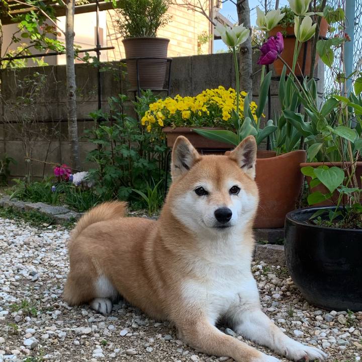 8a29ddb6 d199 4aad aa7e 307e3f3c5dd8 1586161989012