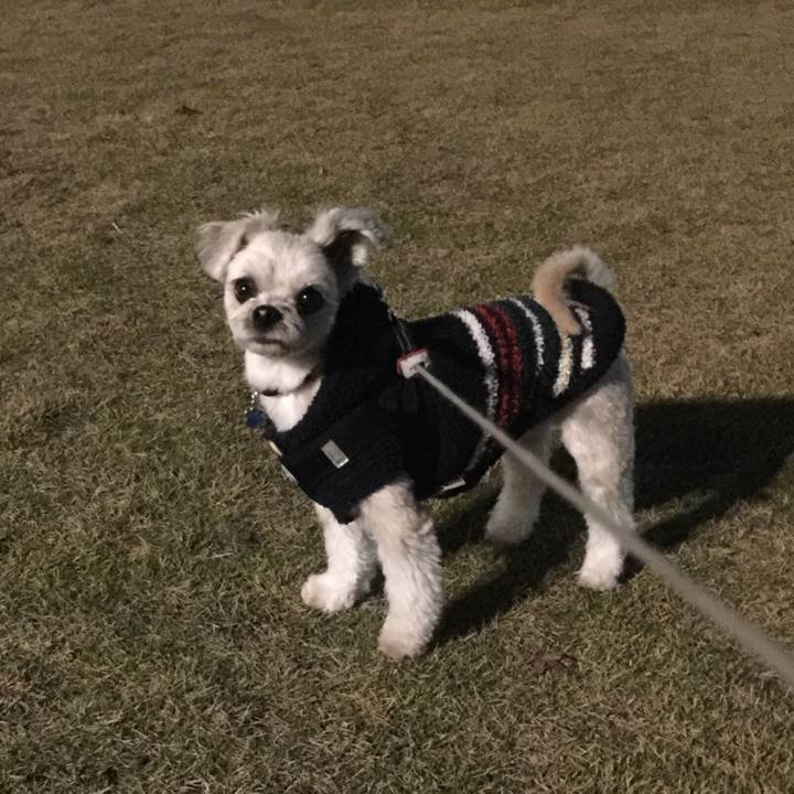 8a29e293 ed0d 45da a391 cfef566bee73 1543838876274