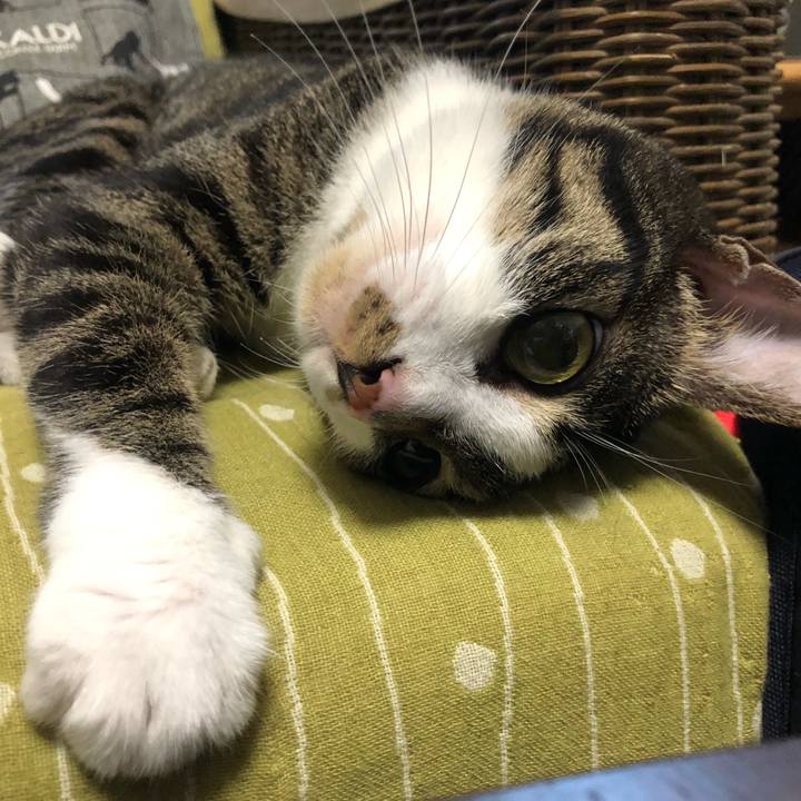 8a2a3a4b 3af7 4338 af7d eebc648bd8c3 1597200380081