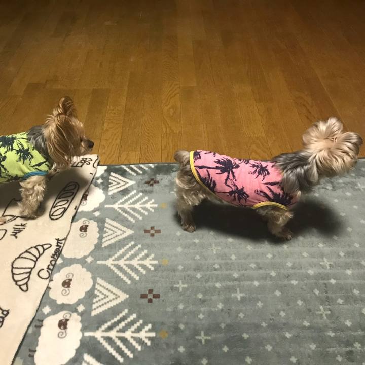 8a2aa812 fe2f 4d14 9bad d3c782e81cfb 1582538339391