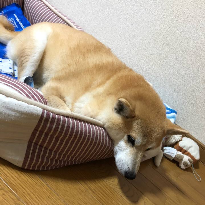 8a2e75c4 98ff 4da1 9b09 859fbb7bd6f6 1560583042106