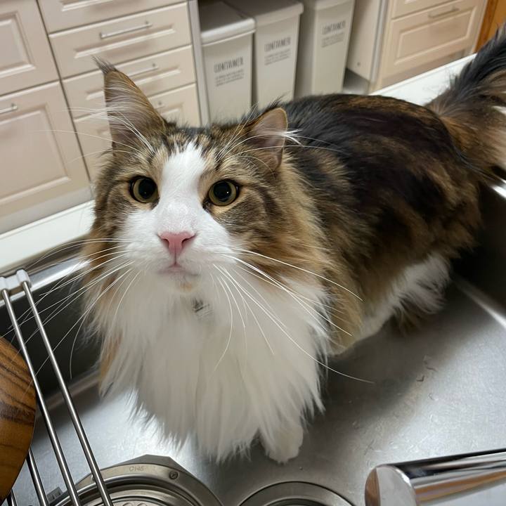 8a2ebff0 ce65 41c6 8fa3 8c04b3ece5c1 1680207440034