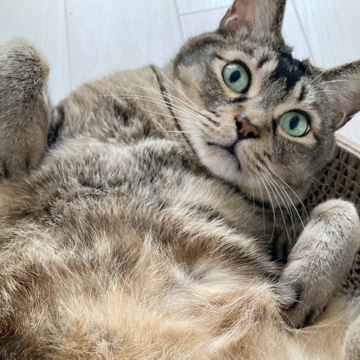 8a334658 df70 4517 8770 30e325f0c859 1744522673726