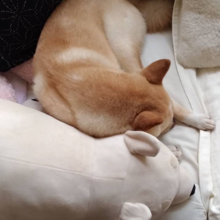 8a3716d5 1d8a 467e 91b4 5df1a88ab7c9 1559615128860