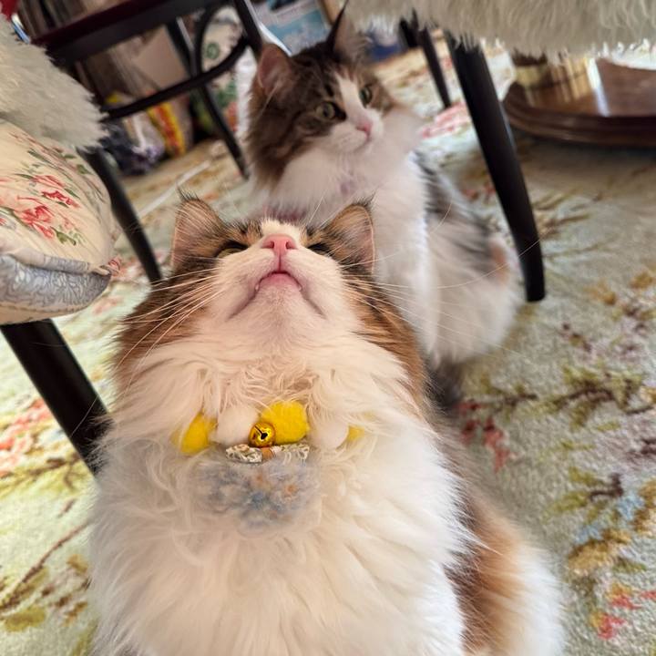 8a38533e 1e37 4394 8672 85a6c59fedd2 1768372067144