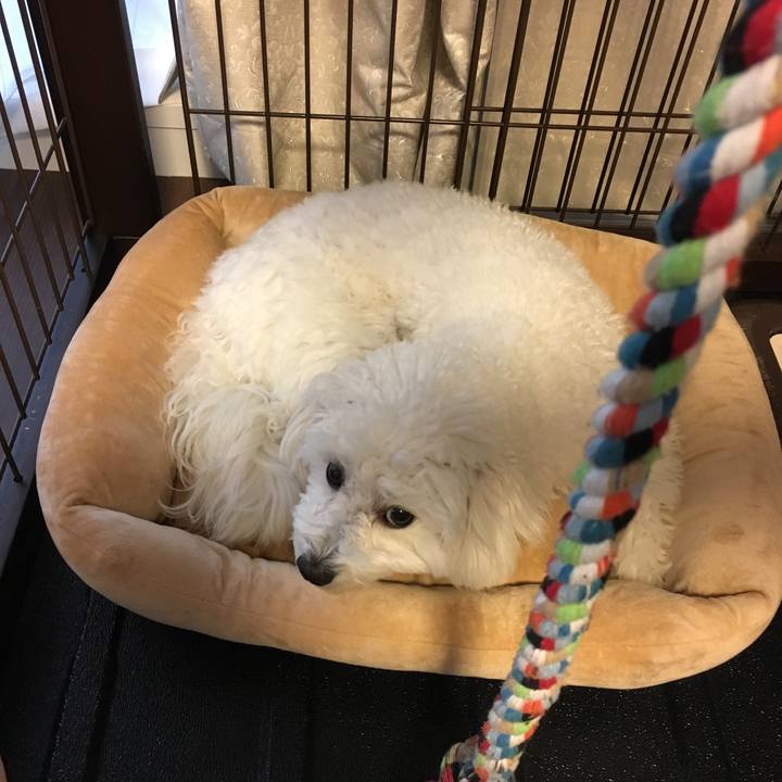 8a3c034d bdcc 49ba bcaf 34c361b39e66 1511333235672