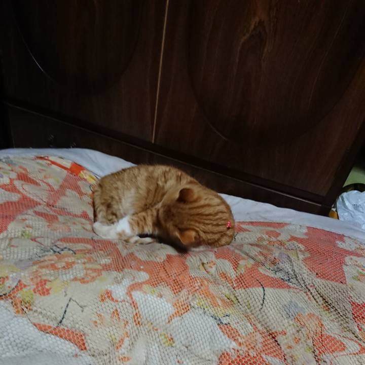 8a3c91a1 9786 4d08 ae48 29a8eb4d6dcb 1577968037627