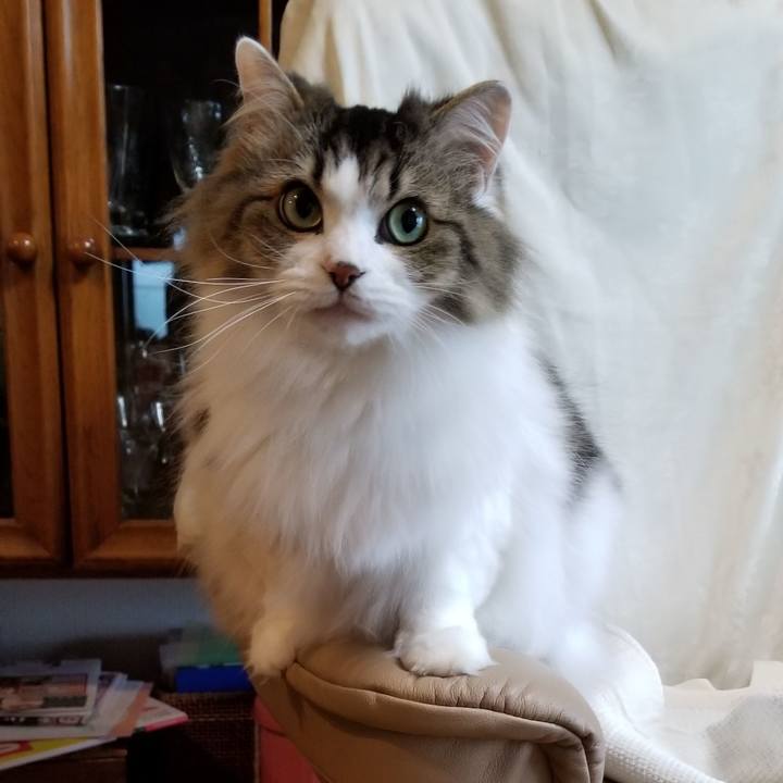 8a3ca0b6 0d3f 4669 a5db 79d562a6195c 1544099397998