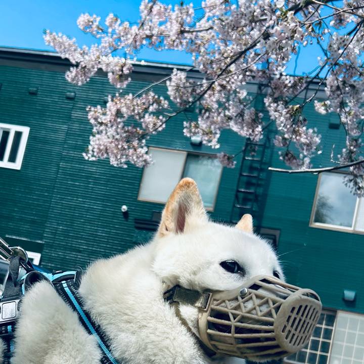 8a404c82 d28b 42d9 b68f 27a49b0d59a5 1682818611355