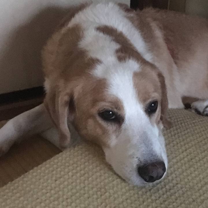 8a42f4a2 b961 4e1b bb1f b30c6a5b1434 1509180430436