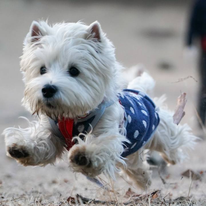 8a4300a0 c7b9 41a5 be67 326c059e37b4 1516057370911