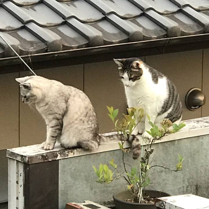 8a43c4ef c51a 4333 adc4 63e8a097a87f 1556877257839