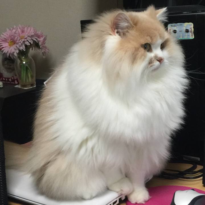 8a43e72b bf5c 485f b2c7 0e065b913413 1515392356962