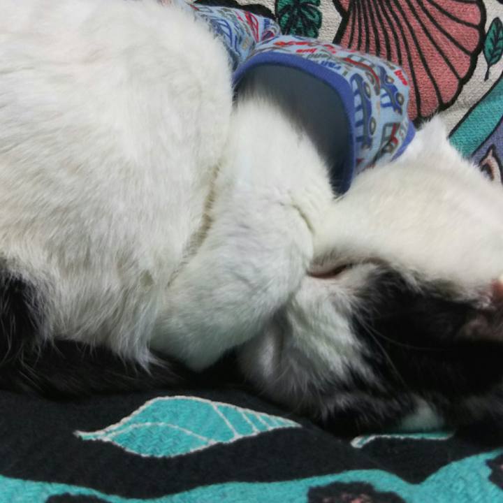 8a44cba4 e235 42a6 bda6 c8f384fe2d81 1534603866729