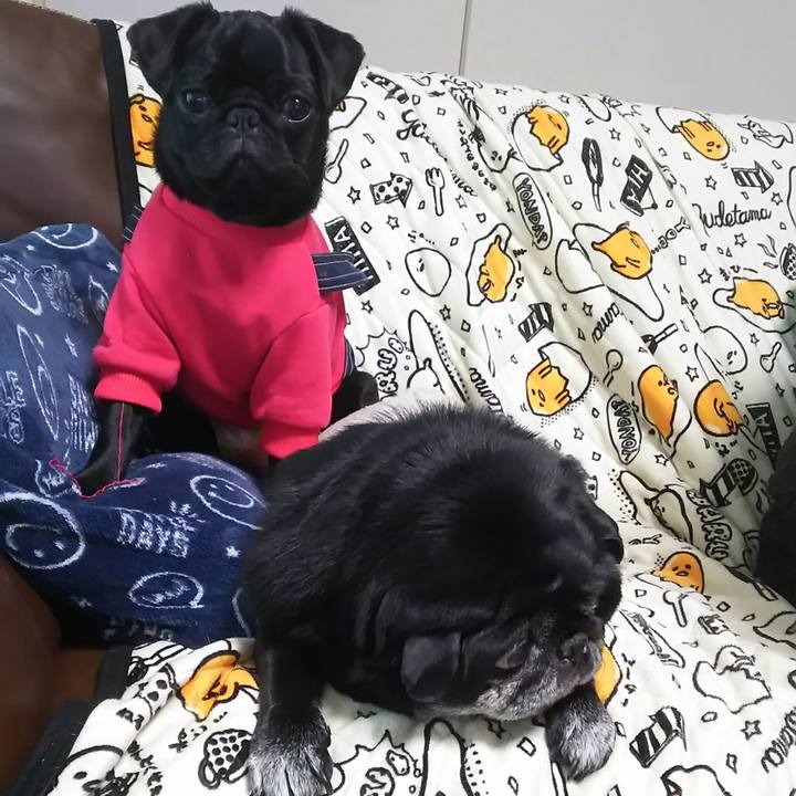 8a47697c e8cc 4067 96a0 64c6df770fc4 1517717911716